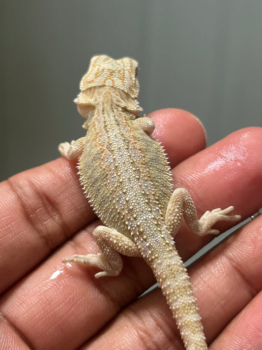 Pogona Hypo het witblits hembra