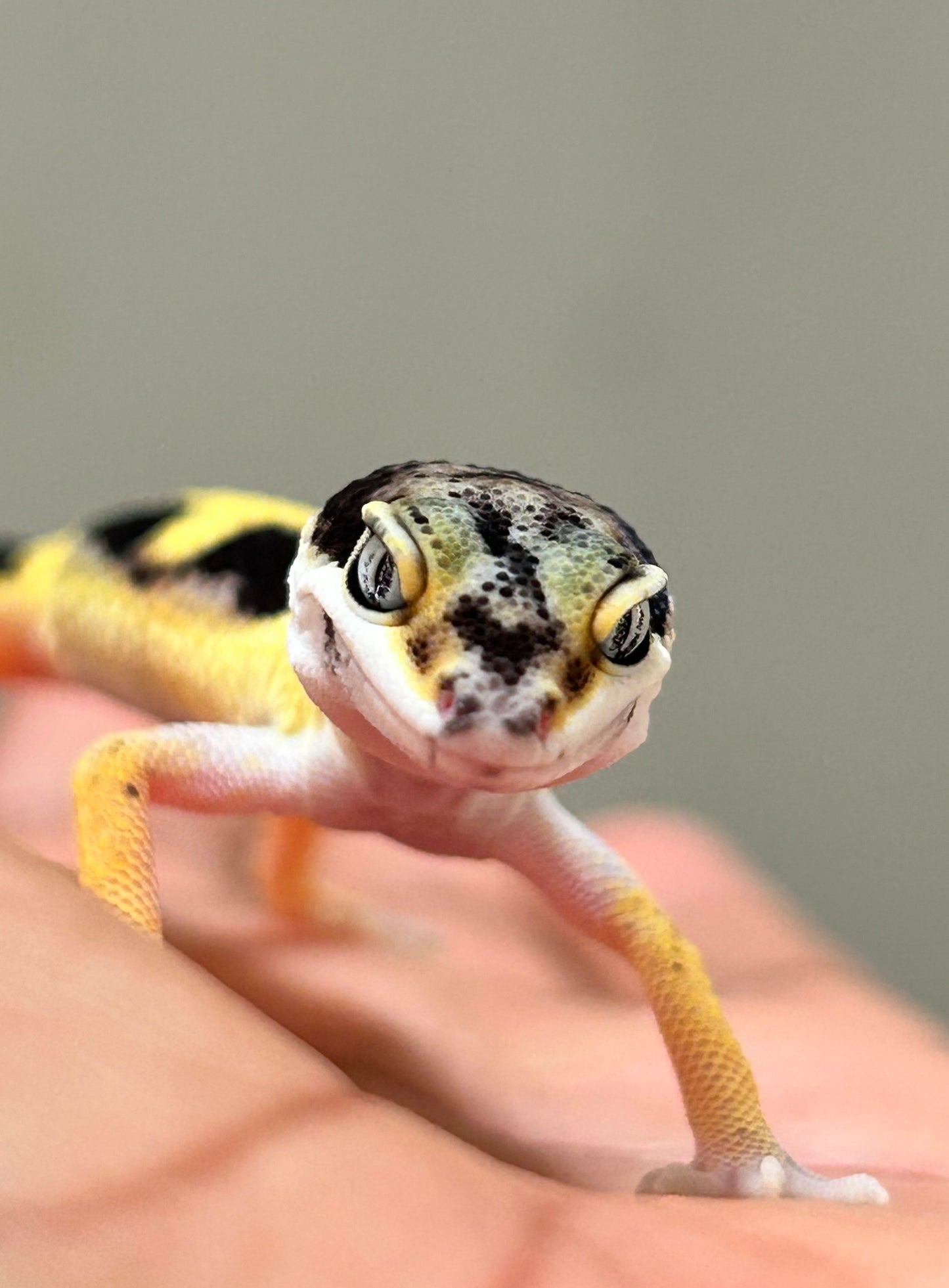 Gecko leopardo Lemon Frost