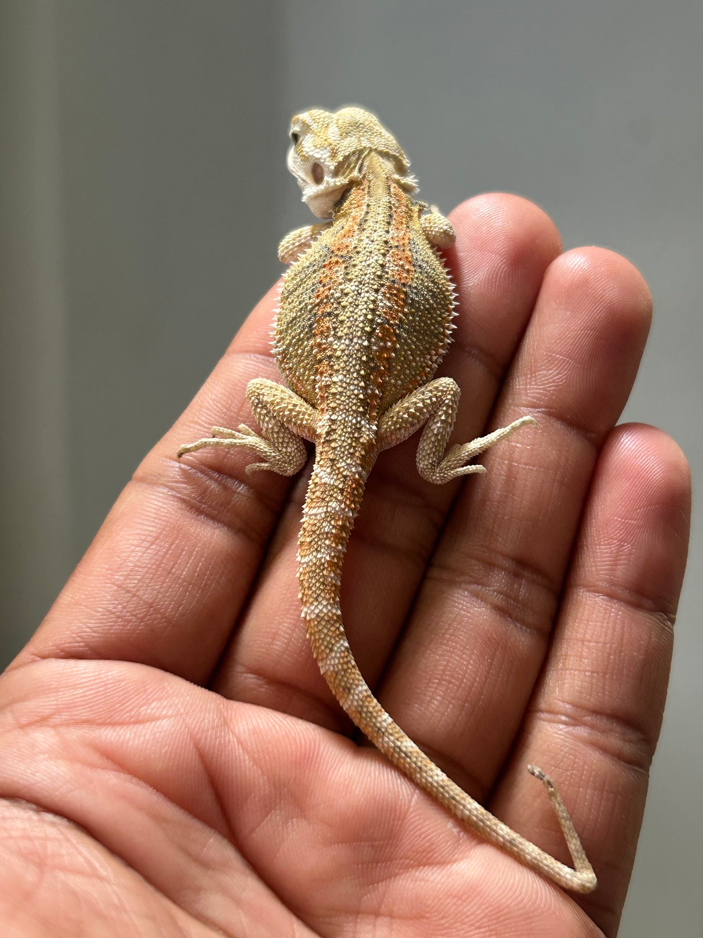 Pogona Hypo hembra (Con detalle)