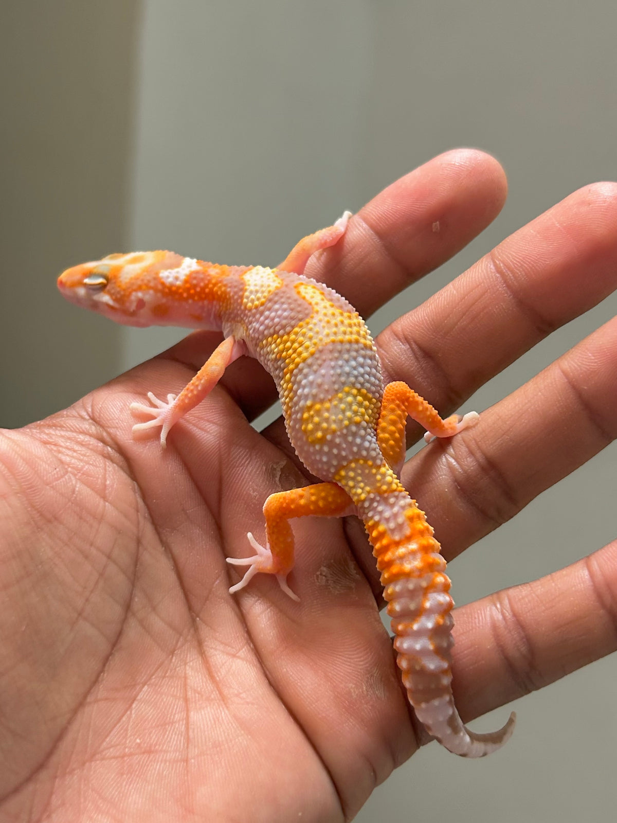 Gecko leopardo Tremper HC macho