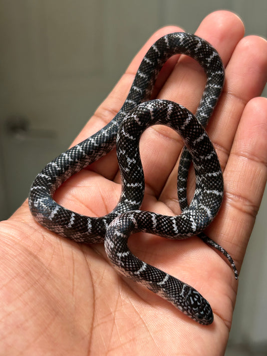 Serpiente rey de brooks axanthic hembra
