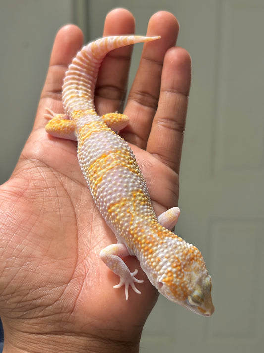 Gecko leopardo Snow tremper het eclipse macho