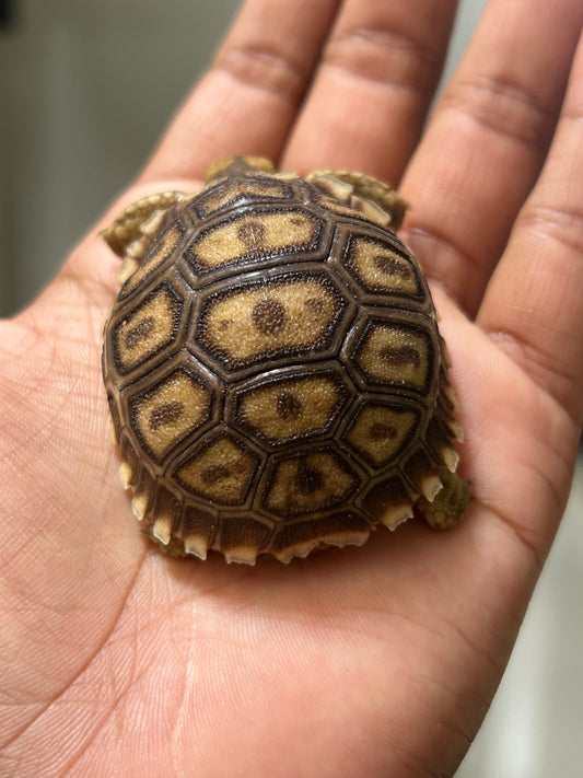 Tortuga sulcata cría