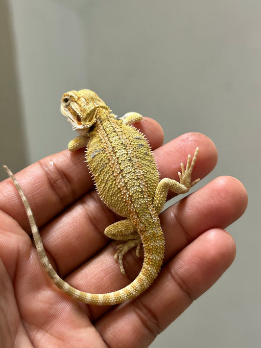 Pogona Citrus Hypo het trans macho