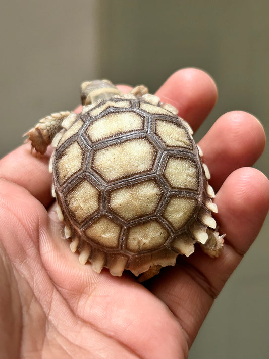 Tortuga sulcata cría