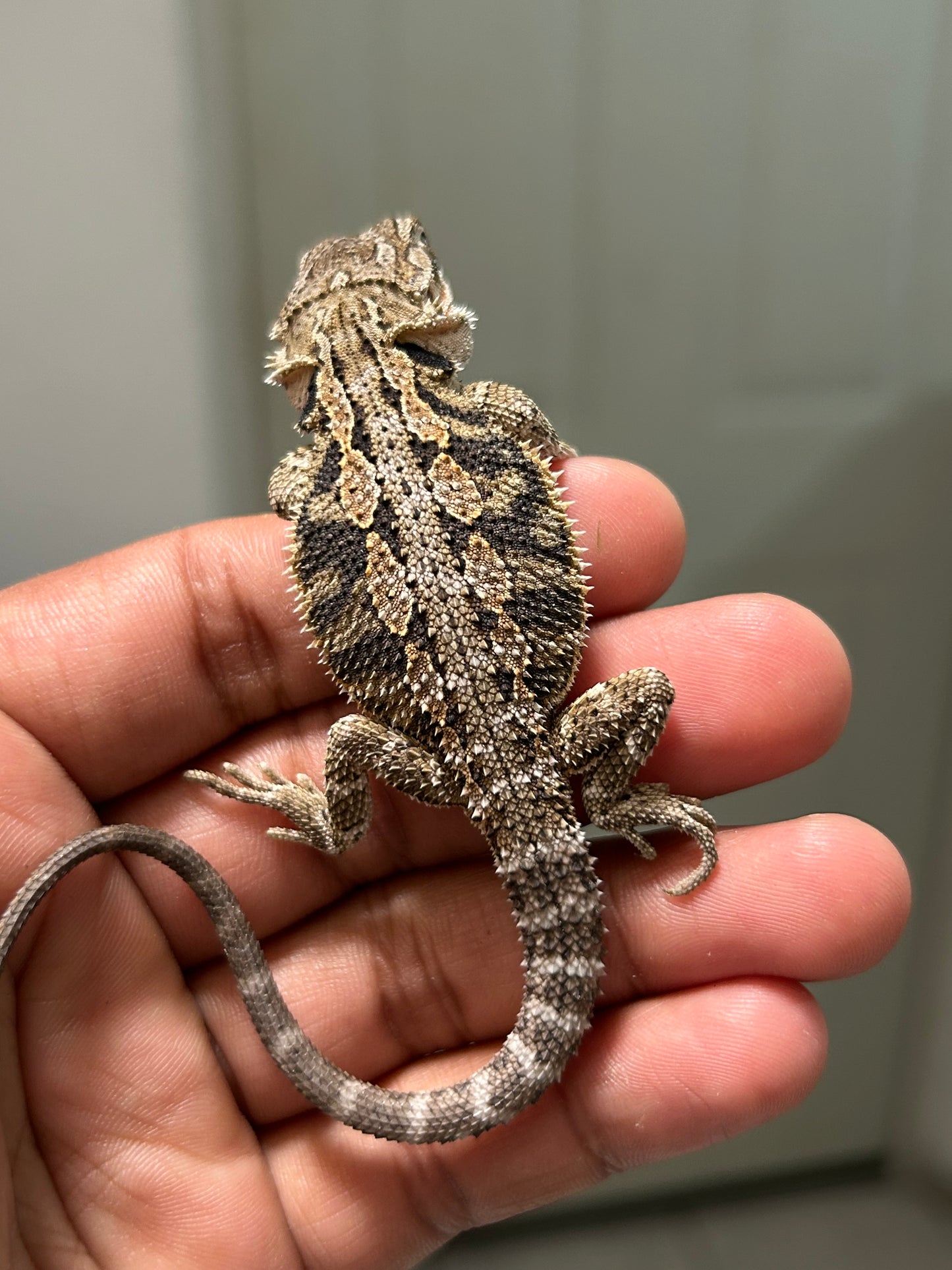 Pogona Nominal het hypo hembra