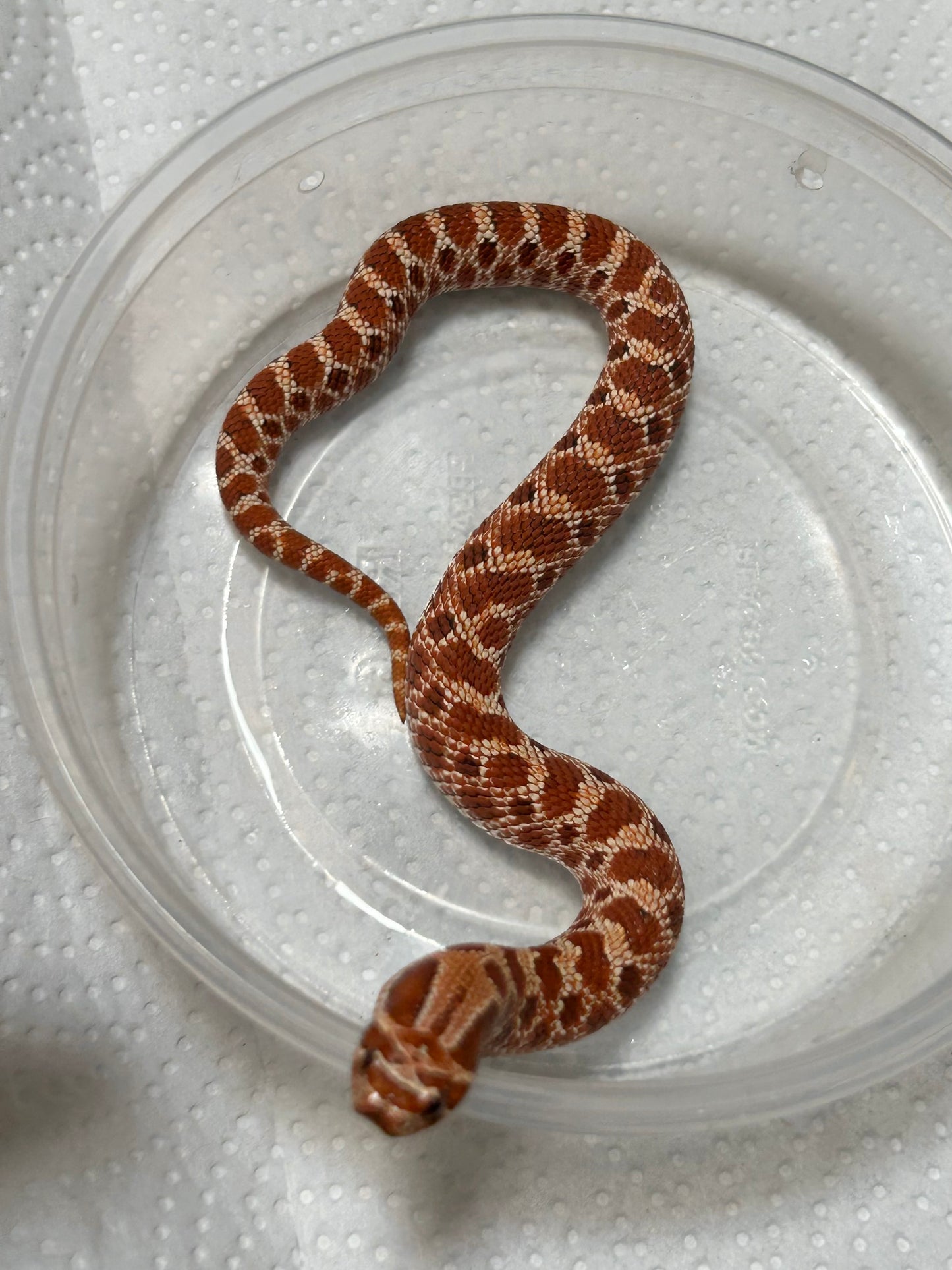 Hognose Red Extreme macho