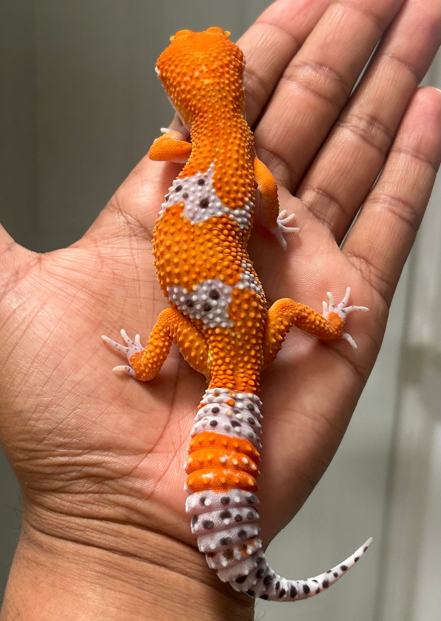 Gecko leopardo Blood Inferno macho