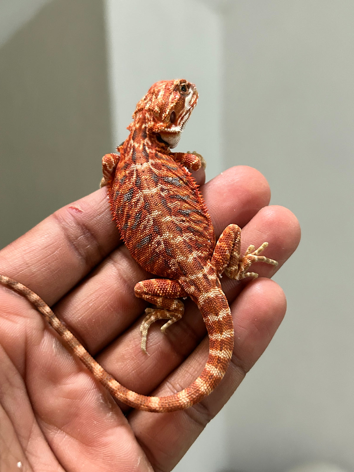 Pogona Chamuco hypo leatherback macho