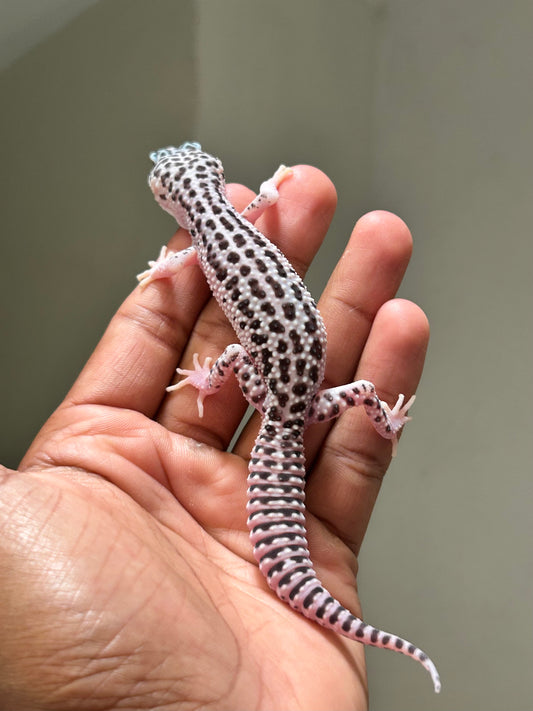 Gecko leopardo Super snow macho