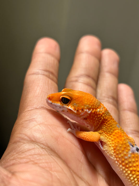 Gecko leopardo Blood inferno macho