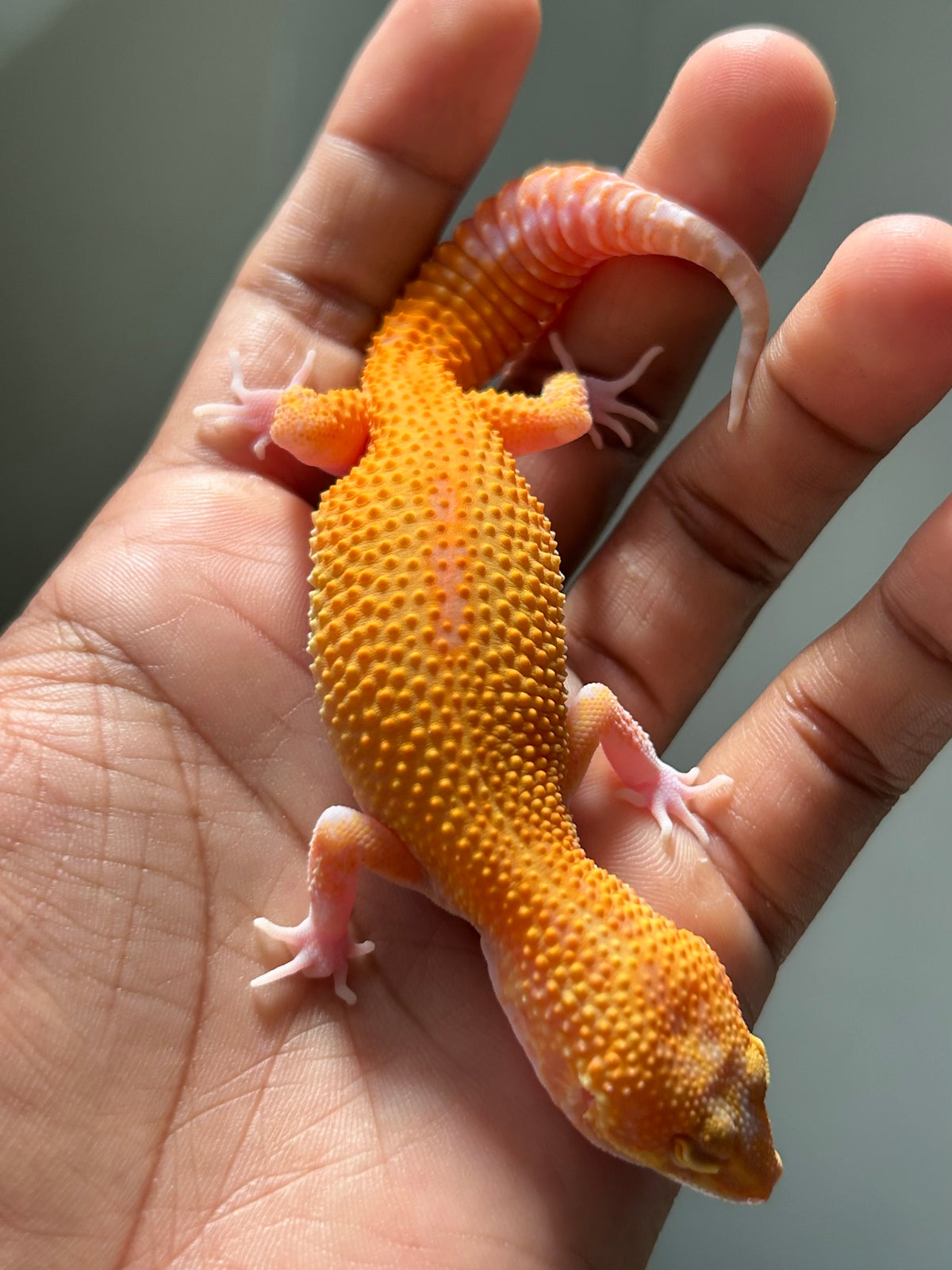 Gecko leopardo Tremper HC hembra