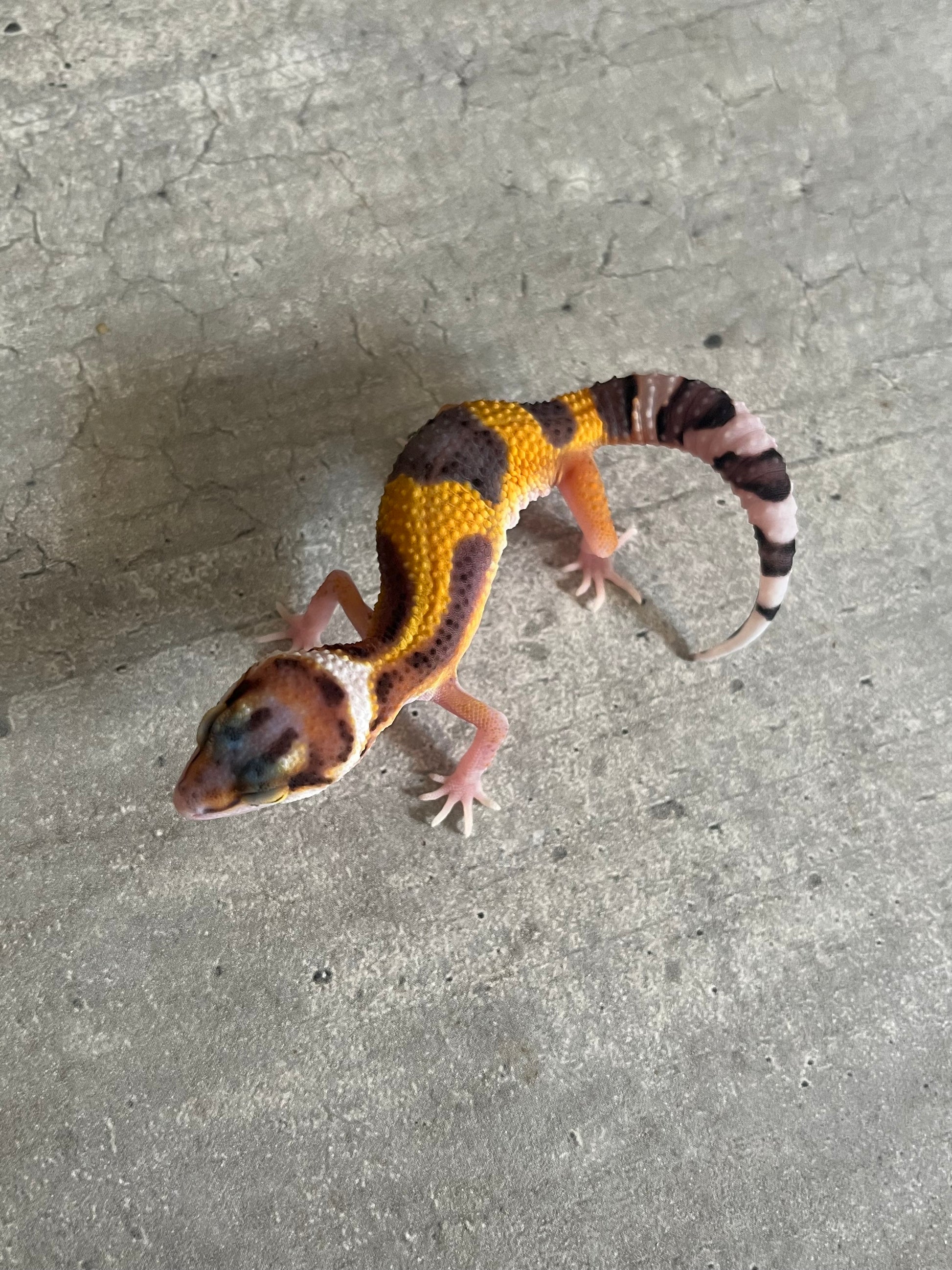 Gecko leopardo Blood hembra – alfareptiles
