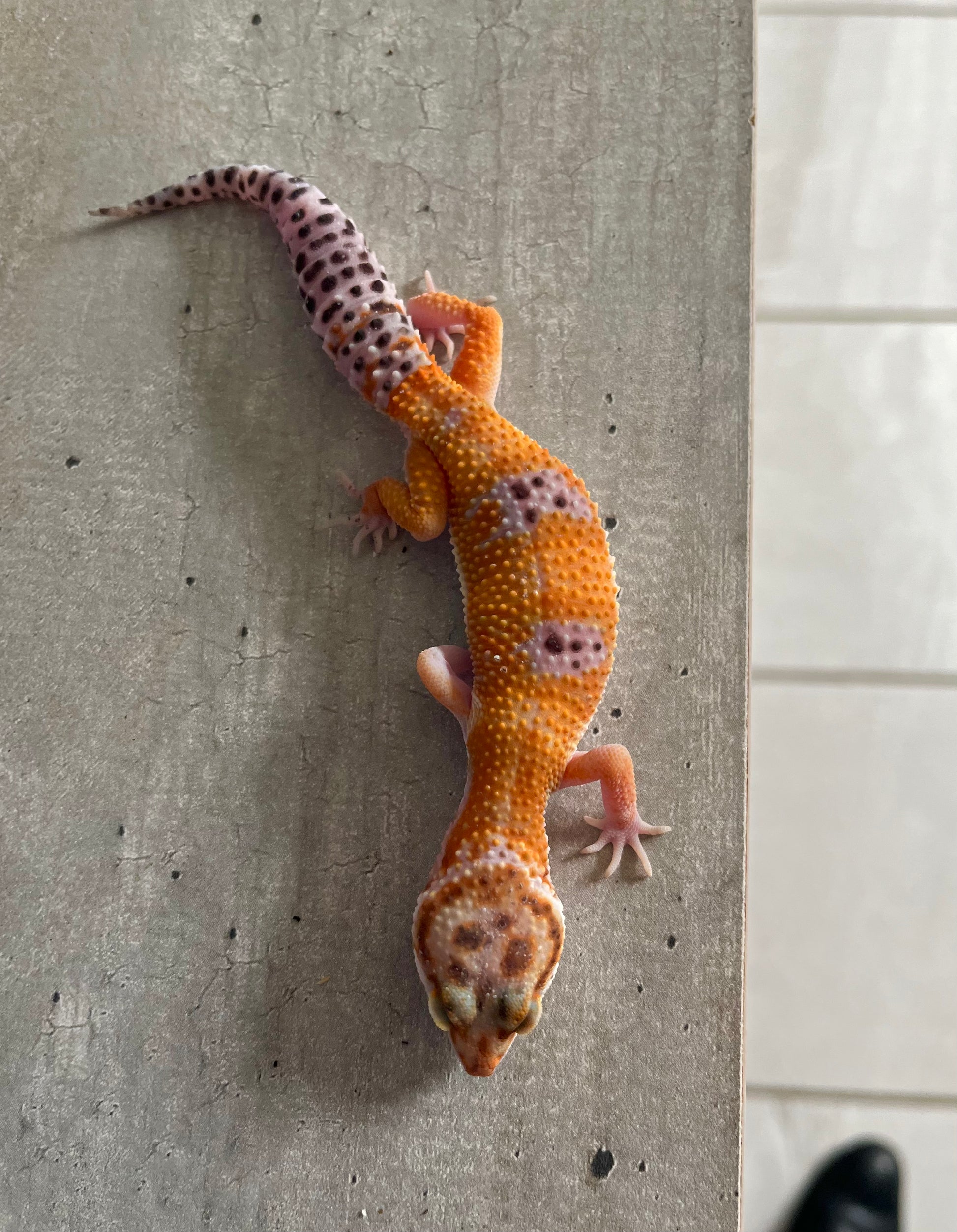 Gecko leopardo Blood macho – alfareptiles