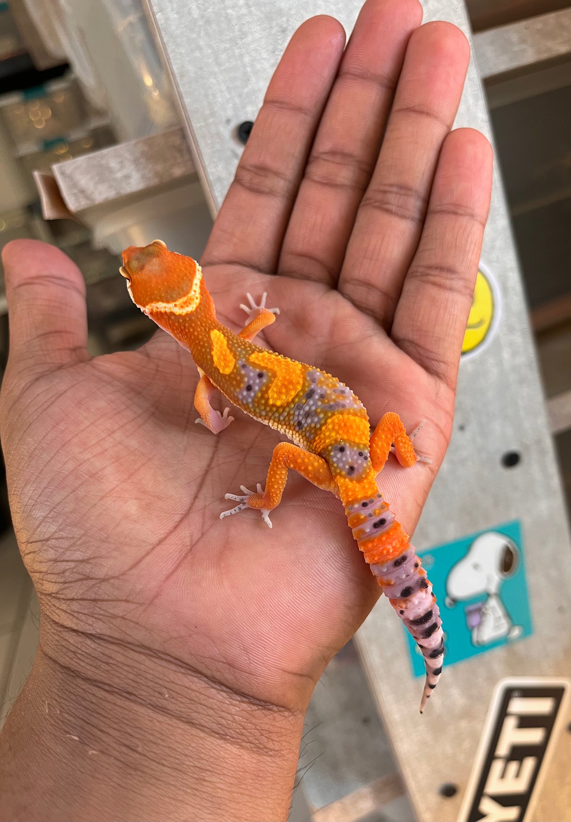 Gecko leopardo Blood inferno cross hembra – alfareptiles