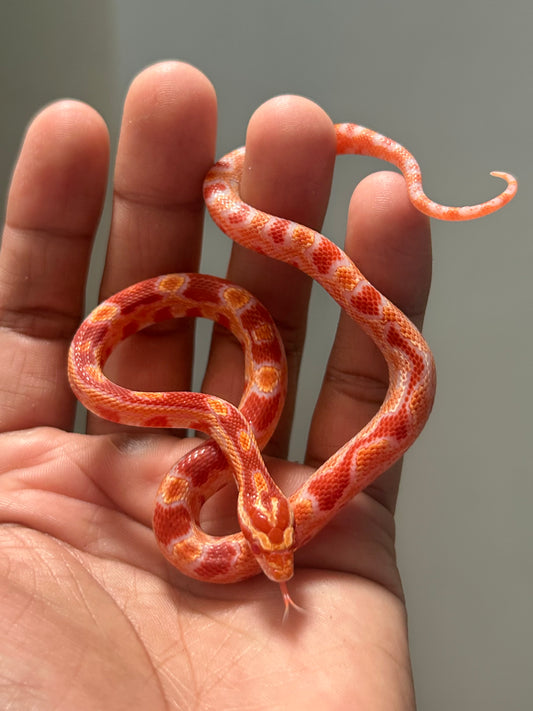 Serpiente maicera albina macho