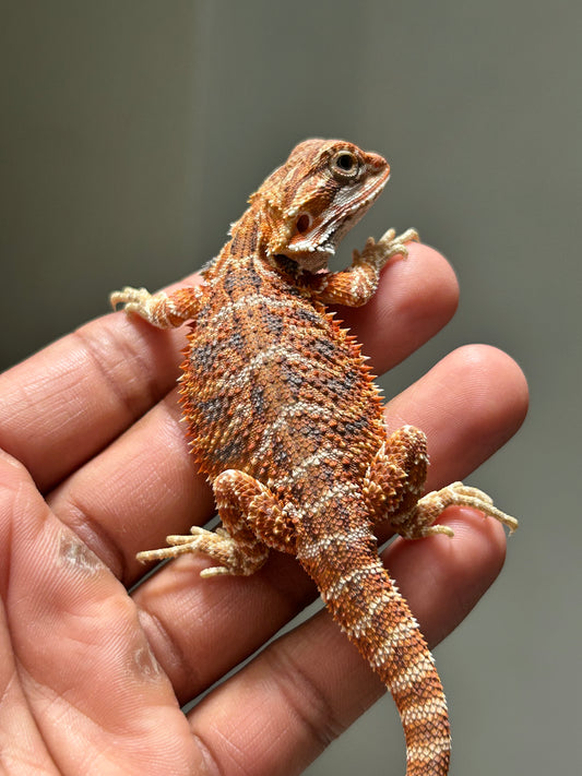 Pogona Chamuco macho