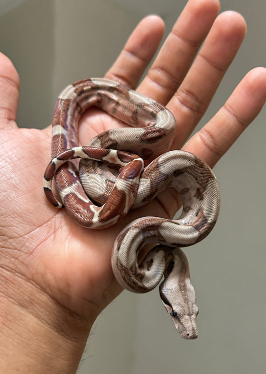 Boa colombiana Hypo macho - alfareptiles