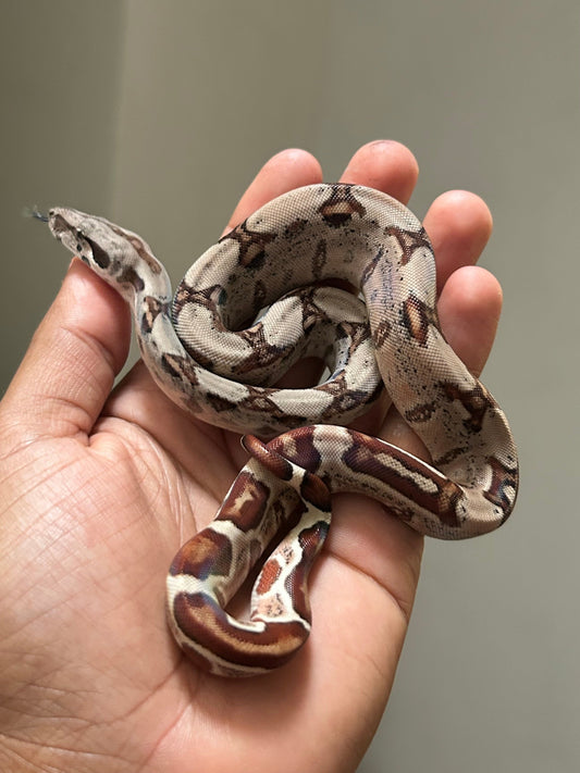 Boa colombiana Hypo macho - alfareptiles