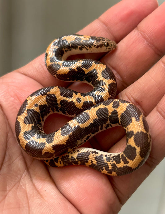 Boa de arena - alfareptiles