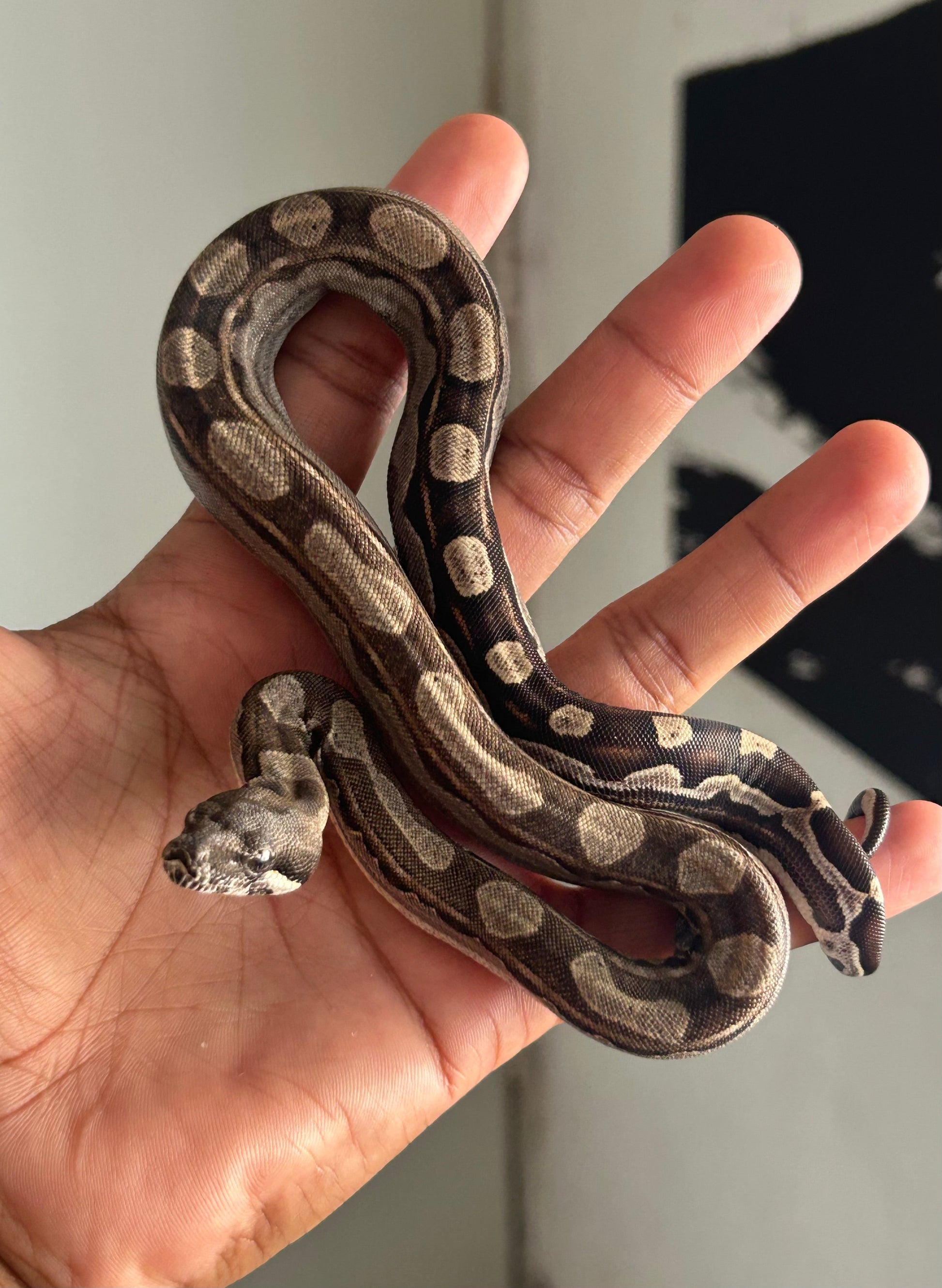 Boa Motley hembra - alfareptiles