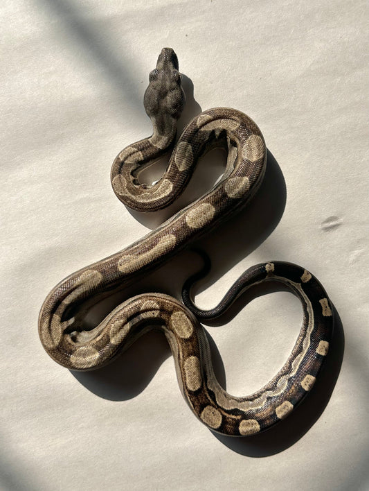 Boa Motley hembra - alfareptiles