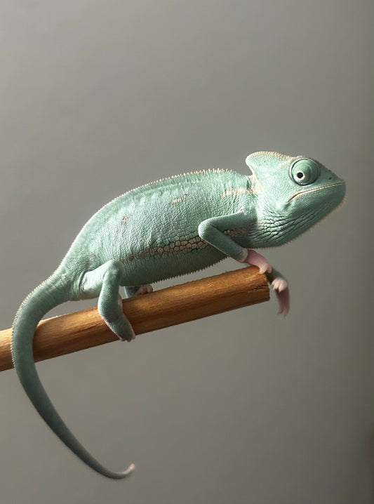 Camaleón de velo hembra cría - alfareptiles