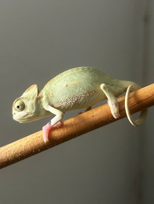 Camaleón de velo hembra cría - alfareptiles