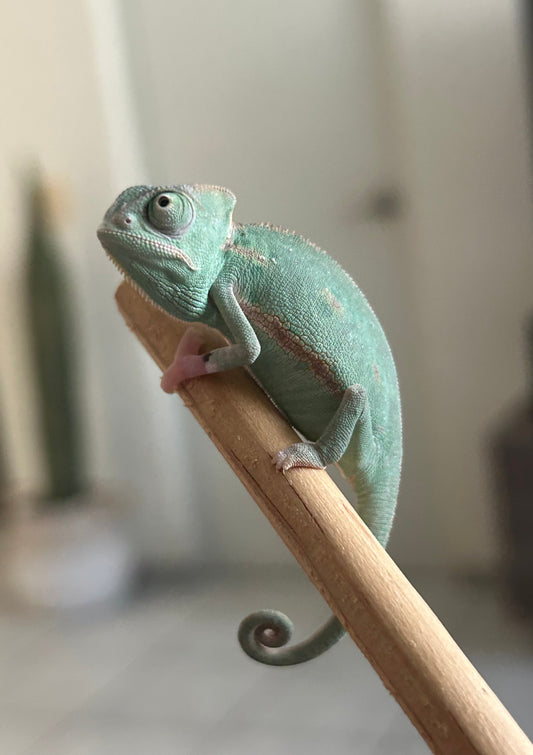 Camaleón de velo hembra cría - alfareptiles