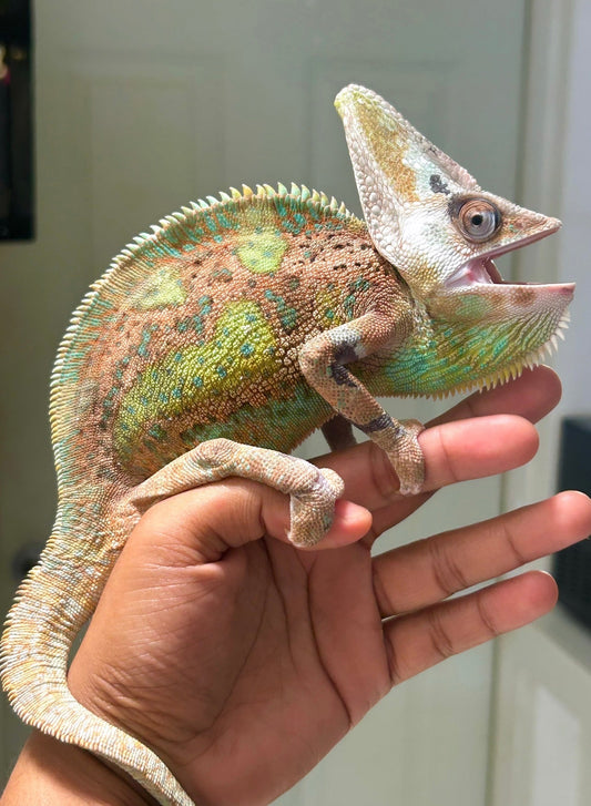 Camaleón de velo high pied macho adulto - alfareptiles