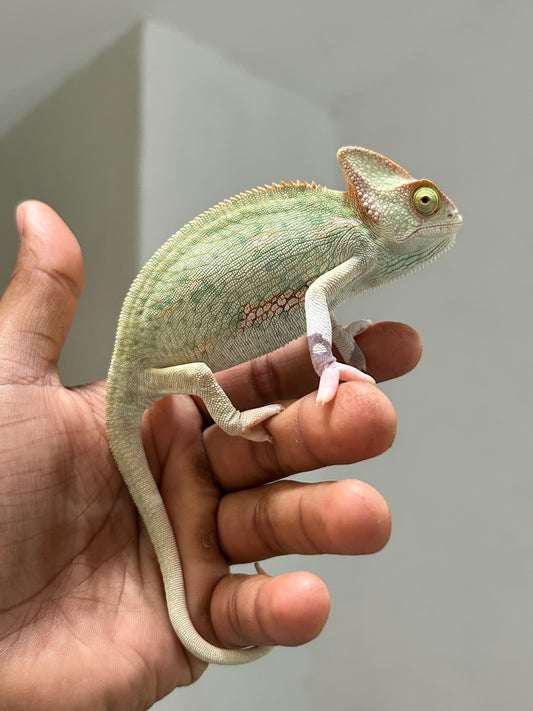 Camaleón de velo low pied hembra - alfareptiles