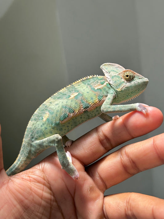 Camaleón de velo low pied macho - alfareptiles