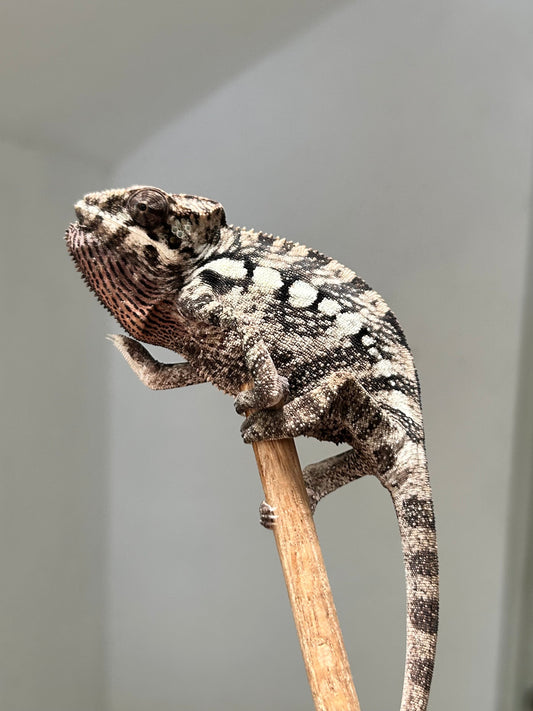 Camaleón pantera ambanja hembra - alfareptiles