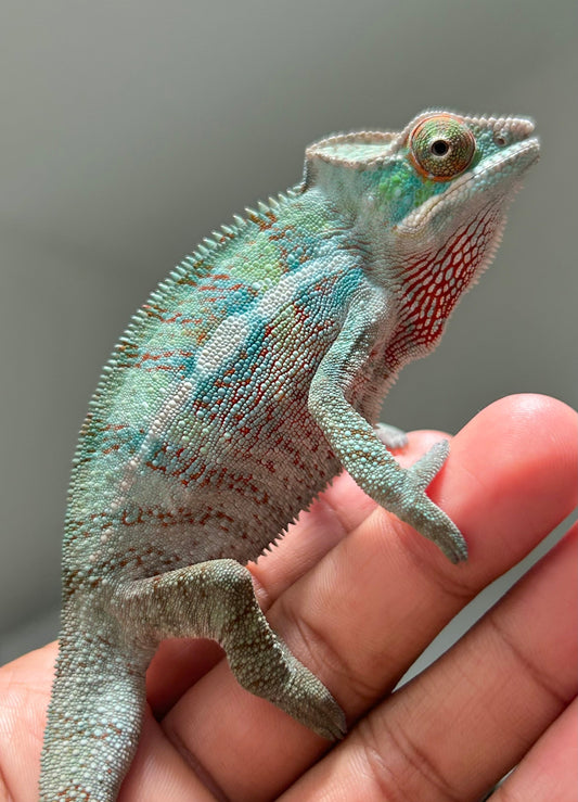 Camaleón pantera ambanja macho - alfareptiles