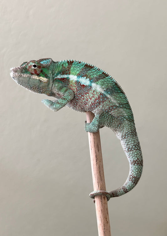 Camaleón pantera ambanja macho - alfareptiles