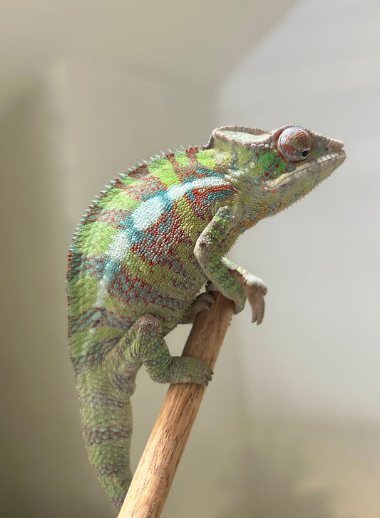 Camaleón pantera ambanja macho - alfareptiles