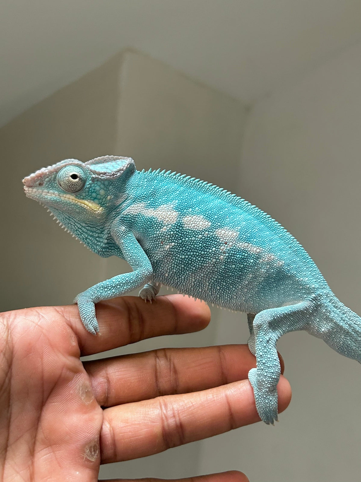 Camaleón pantera Nosy Be macho - alfareptiles
