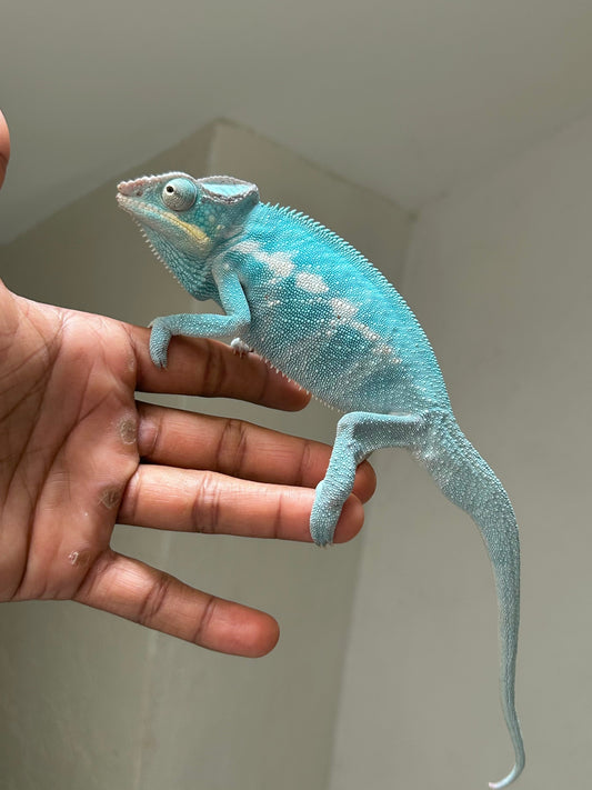 Camaleón pantera Nosy Be macho - alfareptiles