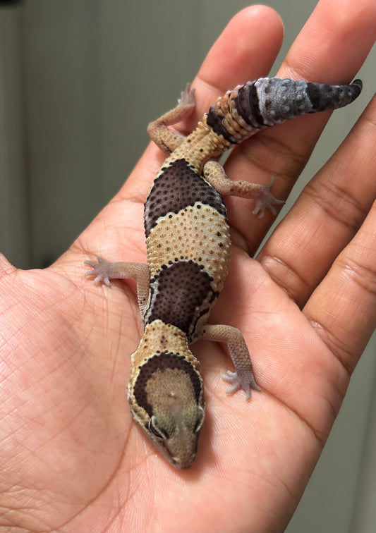 Gecko cola gorda nominal macho - alfareptiles
