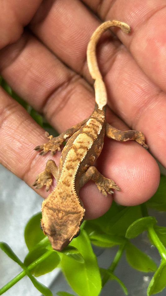 Gecko crestado extreme harlequin pinstripe - alfareptiles