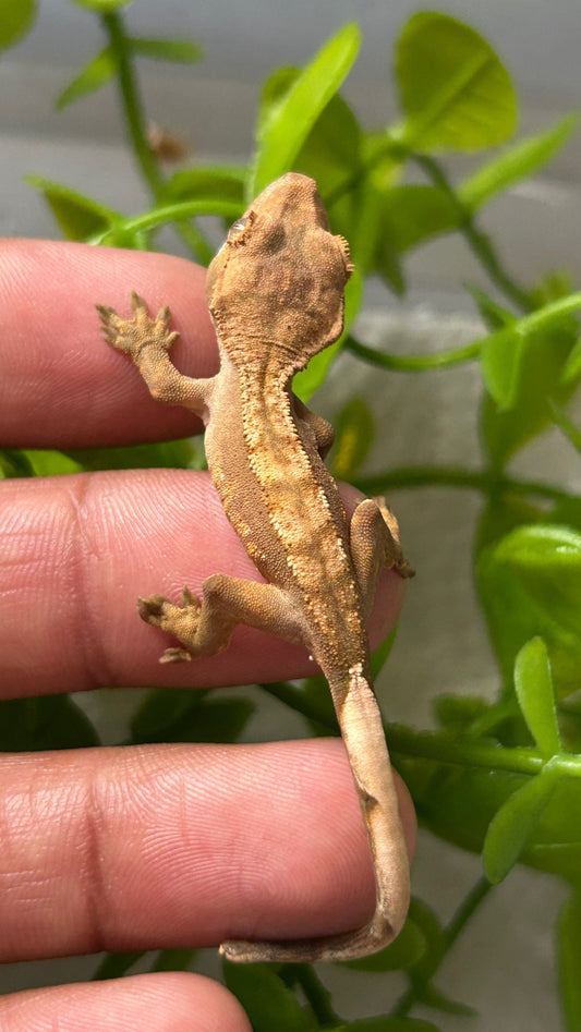 Gecko crestado flame - alfareptiles