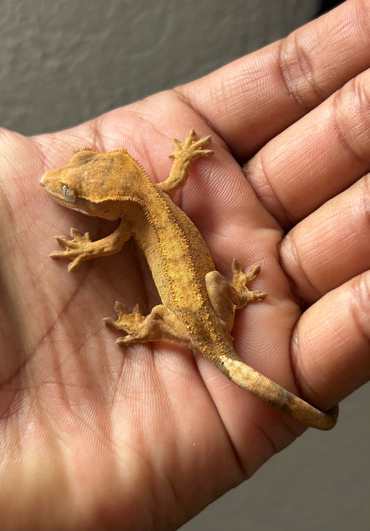 Gecko crestado flame hembra - alfareptiles
