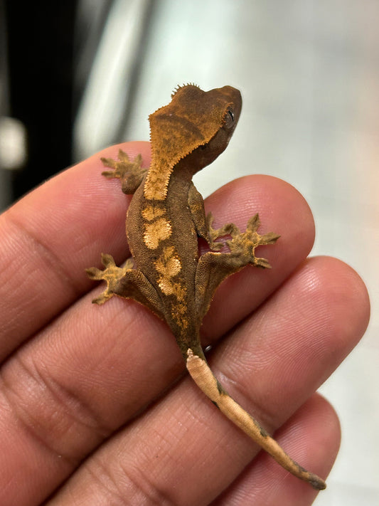 Gecko crestado harlequin - alfareptiles
