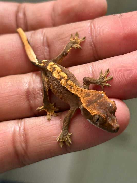 Gecko crestado harlequin - alfareptiles