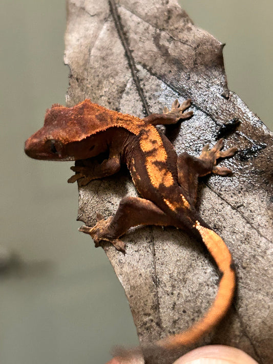 Gecko crestado harlequin - alfareptiles
