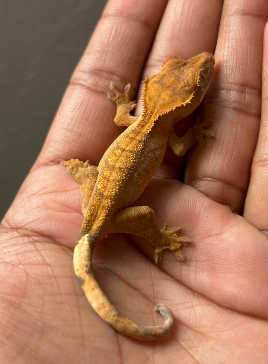 Gecko crestado harlequin macho - alfareptiles