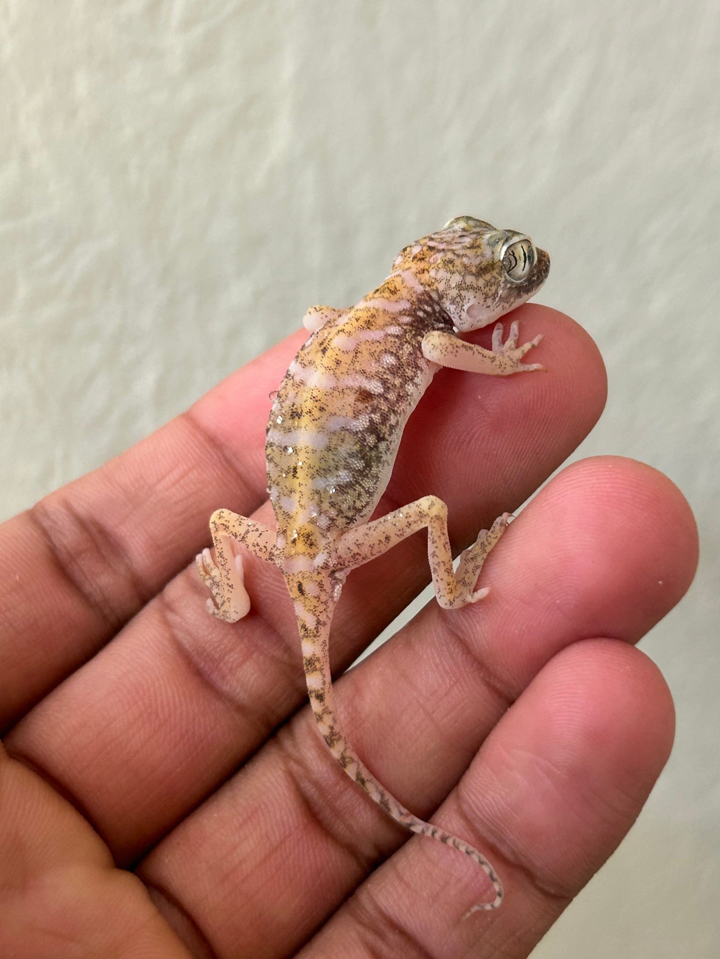 Gecko de duna hembra - alfareptiles