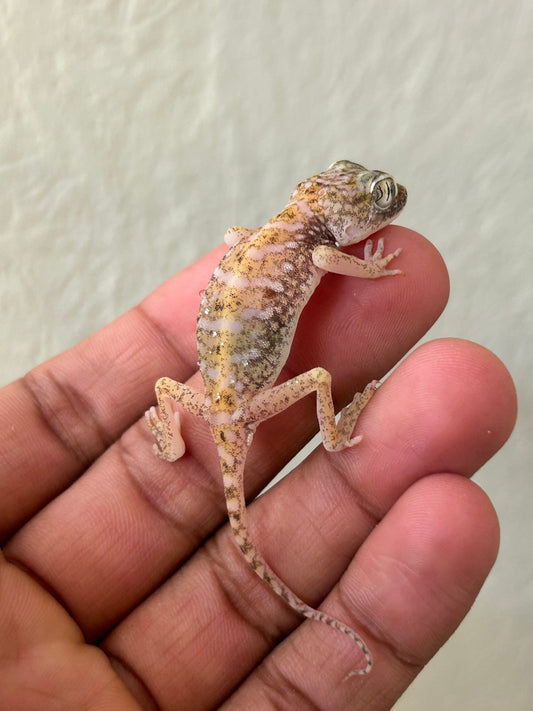 Gecko de duna hembra - alfareptiles