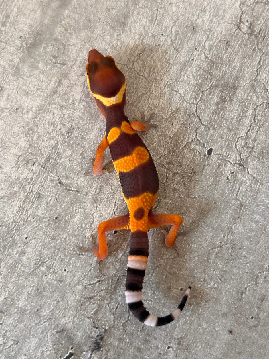 Geckos leopardo – alfareptiles