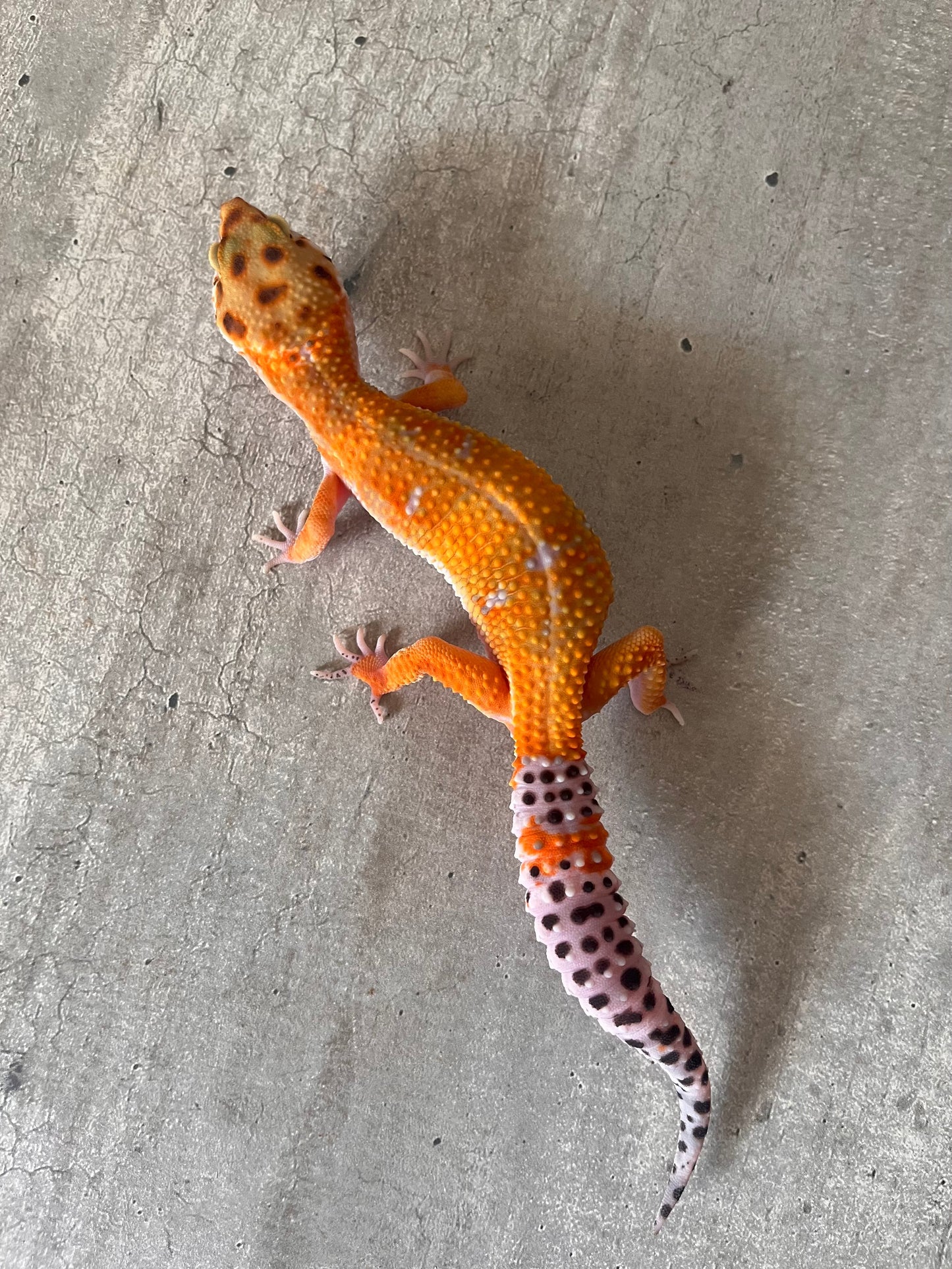 Gecko leopardo blood emerine hembra - alfareptiles